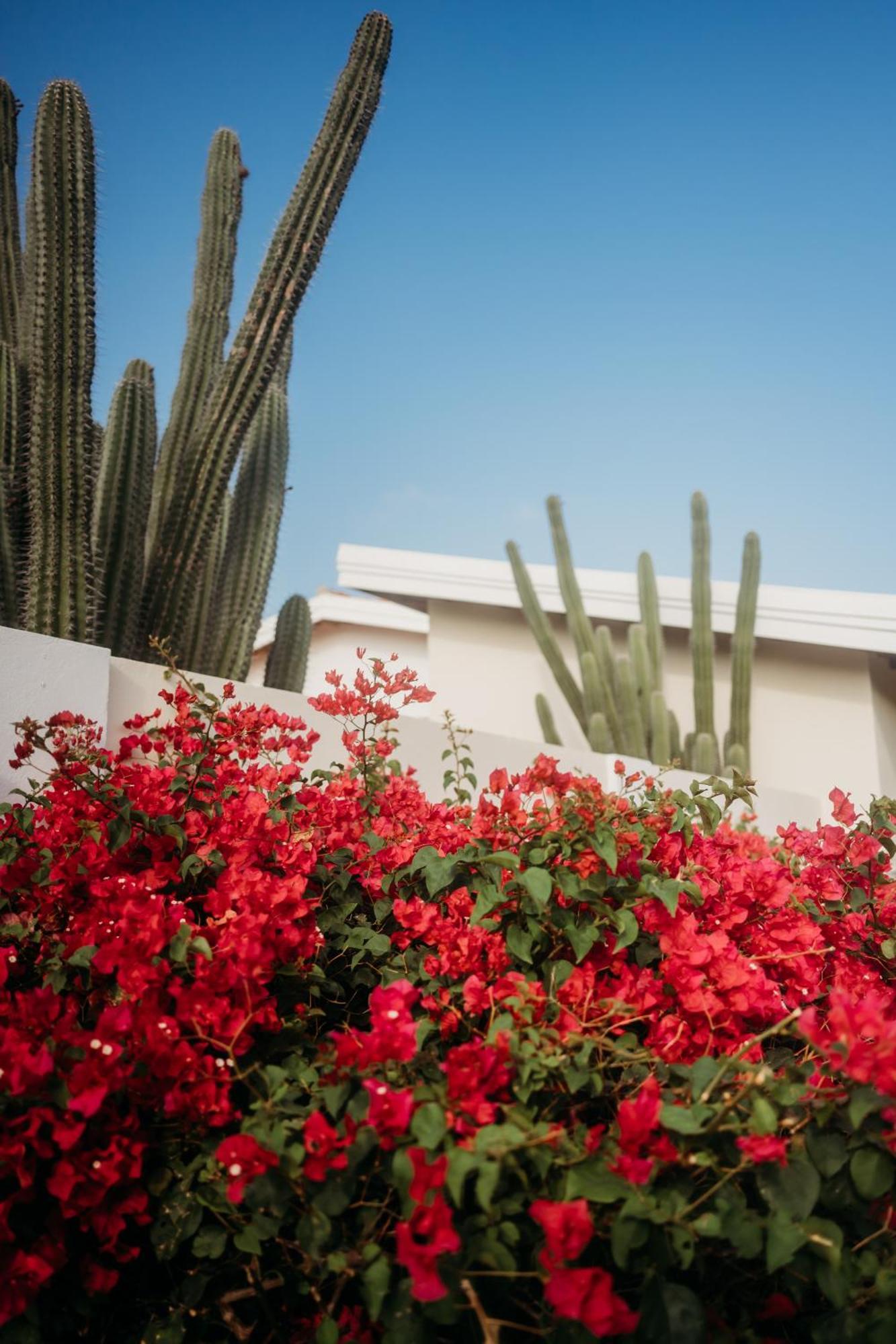 Pura Vida Aruba Appartement Palma Noord Dış mekan fotoğraf