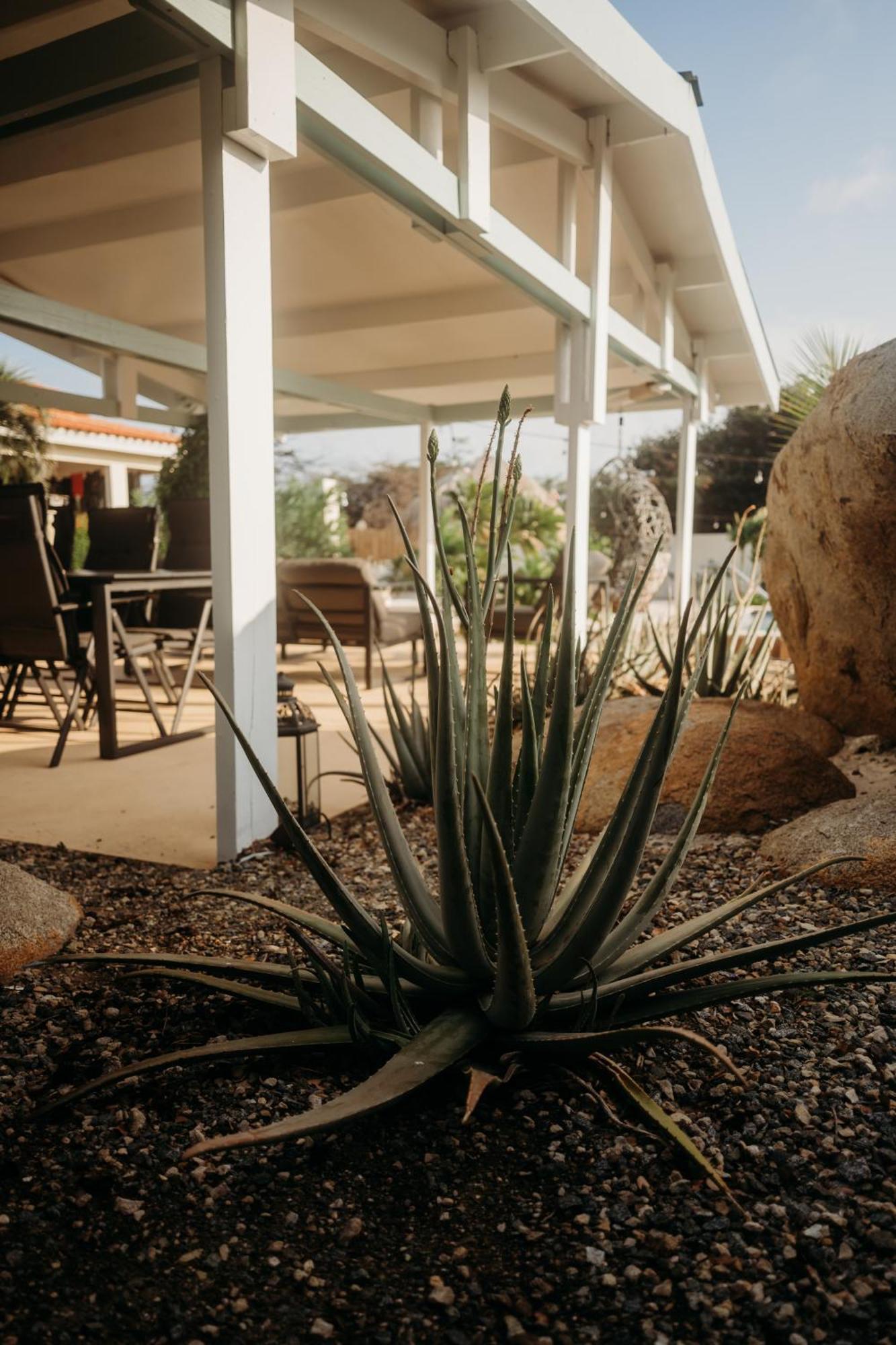 Pura Vida Aruba Appartement Palma Noord Dış mekan fotoğraf
